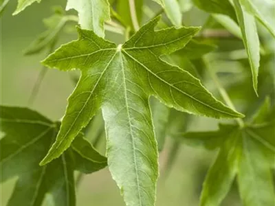 Liquidambar styraciflua - Amerikanischer Amberbaum Liquidambar styraciflua - Amerikanischer Amberbaum