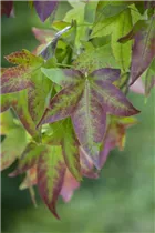 Liquidambar styraciflua - Amerikanischer Amberbaum Liquidambar styraciflua - Amerikanischer Amberbaum
