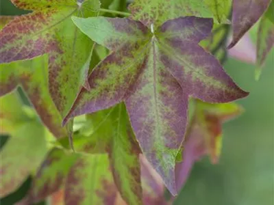 Liquidambar styraciflua 'Oktoberglut' - Amberbaum 'Oktoberglut' Liquidambar styraciflua 'Oktoberglut' - Amberbaum 'Oktoberglut'