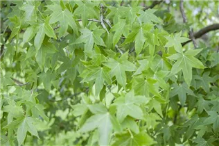 Liquidambar styraciflua - Amerikanischer Amberbaum Liquidambar styraciflua - Amerikanischer Amberbaum