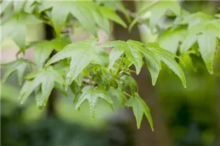 Liquidambar styraciflua - Amerikanischer Amberbaum Liquidambar styraciflua - Amerikanischer Amberbaum