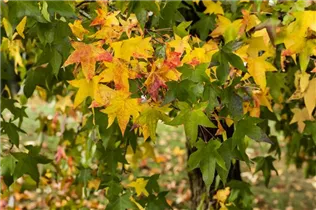 Liquidambar styraciflua - Amerikanischer Amberbaum Liquidambar styraciflua - Amerikanischer Amberbaum