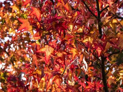 Liquidambar styraciflua 'Worplesdon' - Amberbaum 'Worplesdon' Liquidambar styraciflua 'Worplesdon' - Amberbaum 'Worplesdon'