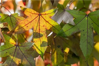 Liquidambar styraciflua - Amerikanischer Amberbaum Liquidambar styraciflua - Amerikanischer Amberbaum