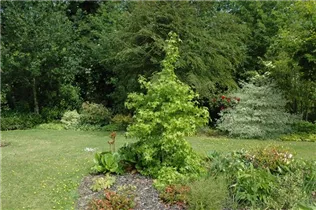 Liquidambar styraciflua - Amerikanischer Amberbaum Liquidambar styraciflua - Amerikanischer Amberbaum