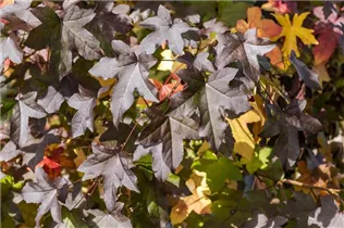 Liquidambar styraciflua - Amerikanischer Amberbaum Liquidambar styraciflua - Amerikanischer Amberbaum