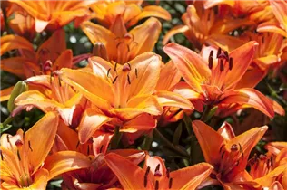 Lilium 'Abbeville Pride' - Asiatische Lilie Lilium 'Abbeville Pride' - Asiatische Lilie