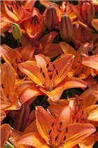 Lilium 'Abbeville Pride' - Asiatische Lilie Lilium 'Abbeville Pride' - Asiatische Lilie