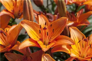 Lilium 'Abbeville Pride' - Asiatische Lilie Lilium 'Abbeville Pride' - Asiatische Lilie