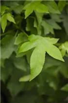 Liquidambar styraciflua 'Gum Ball' - Kugel-Amberbaum 'Gum Ball' Liquidambar styraciflua 'Gum Ball' - Kugel-Amberbaum 'Gum Ball'