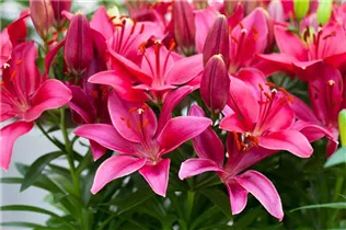 Lilium 'Buzzer' - Asiatische Lilie 'Buzzer'