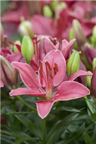 Lilium 'Buzzer' - Asiatische Lilie 'Buzzer'