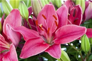 Lilium 'Buzzer' - Asiatische Lilie 'Buzzer'