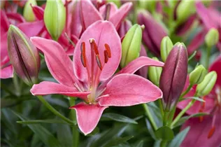 Lilium 'Buzzer' - Asiatische Lilie 'Buzzer'