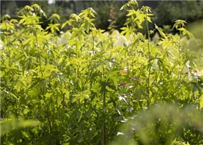 Liquidambar styraciflua 'Worplesdon' - Amberbaum 'Worplesdon' Liquidambar styraciflua 'Worplesdon' - Amberbaum 'Worplesdon'