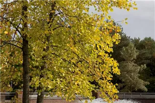Liriodendron tulipifera - Amerikanischer Tulpenbaum