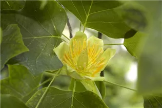 Liriodendron tulipifera - Amerikanischer Tulpenbaum