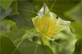 Liriodendron tulipifera - Amerikanischer Tulpenbaum