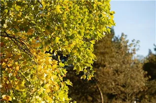 Liriodendron tulipifera - Amerikanischer Tulpenbaum
