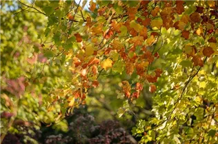 Liriodendron tulipifera - Amerikanischer Tulpenbaum