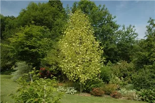 Liriodendron tulipifera 'Aureomarginatum' - Goldgelber Tulpenbaum 'Aureomarginatum' Liriodendron tulipifera 'Aureomarginatum' - Goldgelber Tulpenbaum 'Aureomarginatum'