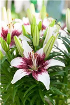 Lilium 'Funfactor' - Asiatische Lilie 'Funfactor'