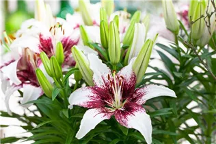 Lilium 'Funfactor' - Asiatische Lilie 'Funfactor'