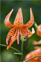 Lilium lancifolium - Tiger-Lilie Lilium lancifolium - Tiger-Lilie