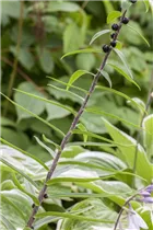 Lilium lancifolium - Tiger-Lilie Lilium lancifolium - Tiger-Lilie