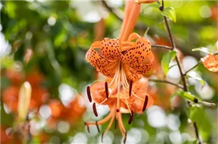 Lilium lancifolium - Tiger-Lilie Lilium lancifolium - Tiger-Lilie