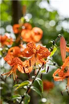 Lilium lancifolium - Tiger-Lilie Lilium lancifolium - Tiger-Lilie