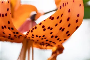 Lilium lancifolium - Tiger-Lilie Lilium lancifolium - Tiger-Lilie