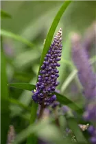 Liriope muscari - Träubel-Glöckchentraube