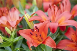 Lilium 'Matrix' - Asiatische Lilie 'Matrix'