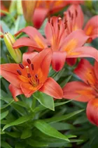 Lilium 'Matrix' - Asiatische Lilie 'Matrix'