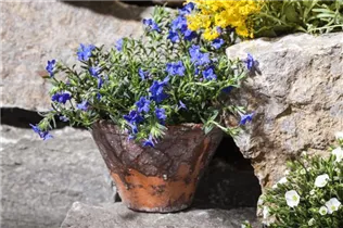 Lithodora diffusa - Garten-Scheinsteinsame