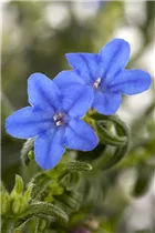 Lithodora diffusa - Garten-Scheinsteinsame