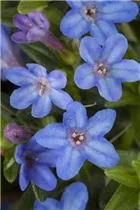 Lithodora diffusa 'Heavenly Blue' - Garten-Scheinsteinsame 'Heavenly Blue' Lithodora diffusa 'Heavenly Blue' - Garten-Scheinsteinsame 'Heavenly Blue'