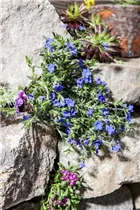 Lithodora diffusa - Garten-Scheinsteinsame