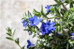Lithodora diffusa - Garten-Scheinsteinsame