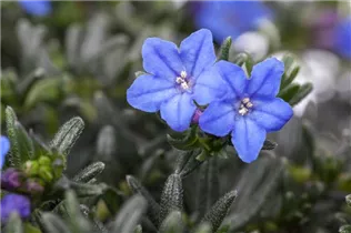 Lithodora diffusa 'Heavenly Blue' - Garten-Scheinsteinsame 'Heavenly Blue' Lithodora diffusa 'Heavenly Blue' - Garten-Scheinsteinsame 'Heavenly Blue'