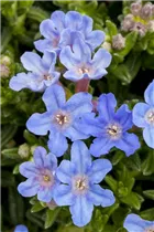 Lithodora diffusa 'Heavenly Blue' - Garten-Scheinsteinsame 'Heavenly Blue' Lithodora diffusa 'Heavenly Blue' - Garten-Scheinsteinsame 'Heavenly Blue'
