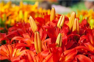 Lilium 'Orange Matrix' - Asiatische Lilie 'Orange Matrix' Lilium 'Orange Matrix' - Asiatische Lilie 'Orange Matrix'