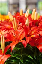 Lilium 'Orange Matrix' - Asiatische Lilie 'Orange Matrix' Lilium 'Orange Matrix' - Asiatische Lilie 'Orange Matrix'