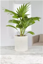 Livistona rotundifolia - Livistonie Livistona rotundifolia - Livistonie