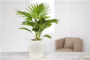 Livistona rotundifolia - Livistonie Livistona rotundifolia - Livistonie