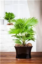 Livistona rotundifolia - Livistonie Livistona rotundifolia - Livistonie