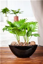 Livistona rotundifolia - Livistonie Livistona rotundifolia - Livistonie