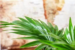 Livistona rotundifolia - Livistonie Livistona rotundifolia - Livistonie