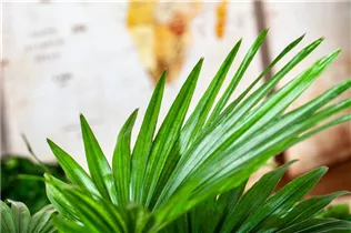 Livistona rotundifolia - Livistonie Livistona rotundifolia - Livistonie